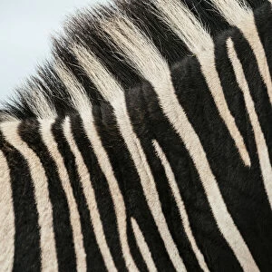 Detail of Burchells Zebra hide, Addo Elephant National Park, Eastern Cape, South Africa