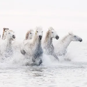: Horses