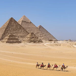 Camels train at the Pyramids of Giza, Giza, Cairo, Egypt