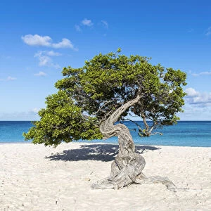 Caribbean, Aruba, Eagle Beach, A "Fofoti"tree at Eagle Beach