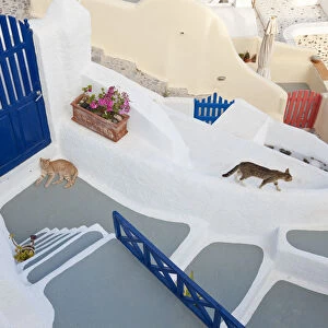Cats, Oia, Santorini, Cyclades islands, Greece