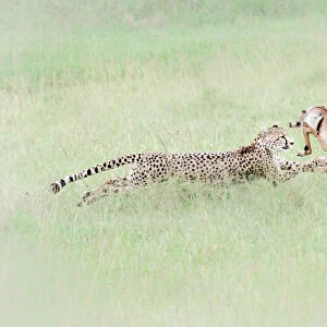 Cheetah (acinonyx jubatus) hunting an impala (Aepyceros melampus