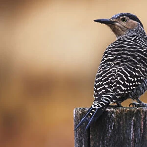 Woodpeckers Collection: Chilean Flicker