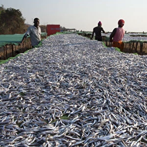 Chipoka, Lake Malawi, Malawi, Africa. Workers in the fish market