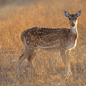 Chital deer, spotted deer or axis deer, Ranthambore National Park, Rajasthan, India, Asia