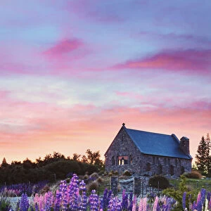 The church of the Good Shepherd with lupins in bloom by the lake at sunrise at Tekapo