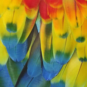 Close up of a Macaw parrots feathers, Copan Ruinas, Central America, Honduras