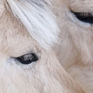 Close-up of a horses eye, Lapland, Finland