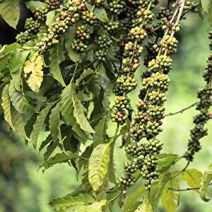 Coffee plant, Uganda
