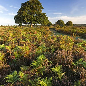 Colourful heathland of the New Forest National Park, Hampshire, England