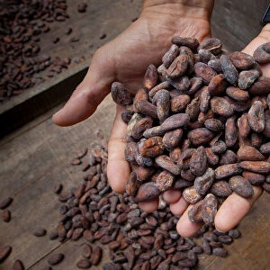 Costa Rica, La Virgen de Sarapiqui, Handful Of Drying Cocoa Beans, Tirimbina Biological
