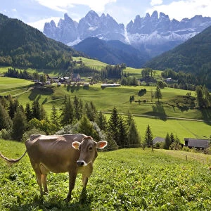 Cow in valley, Italy, near Bolzano, Val di Funes, St. Magdalena and Dolomites