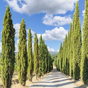 Cypresses avenue in the vineyards near Radda in Chianti, Chianti, Firenze District, Tuscany, Italy