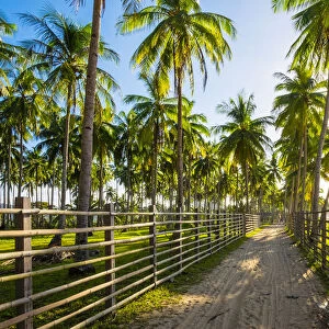 Dirt path through a palm tree plantation at Nacpan Beach, El Nido, Palawan, Philippines