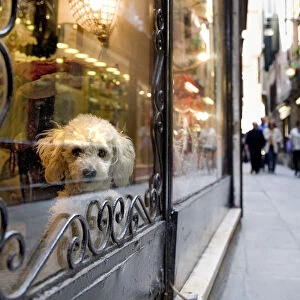 Dog in a shop window, Venice, Veneto, Italy