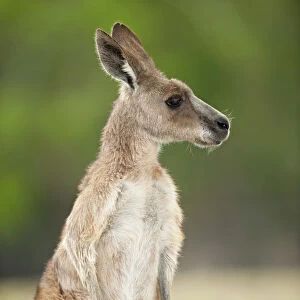 Eastern grey kangaroo (Macropus giganteus), Lone Pine Koala Sanctuary, Brisbane