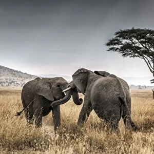 Elephant bulls fighting in thw Serengeti National Park, Tanzania, Africa