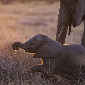 Elephant calf, Okavango Delta, Botswana