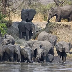 Elephants drink and cool off in the Katuma River