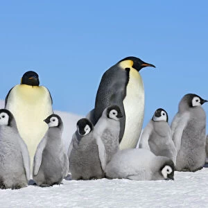 Emperor penguin group with chicks - Antarctica, Antarctic Peninsula, Snowhill Island