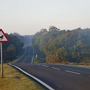 England, Hampshire, New Forest, Road