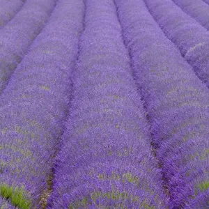 Lavender Fields Print, Shoreham, North Kent Lavender Fields Print, Shoreham, North Kent