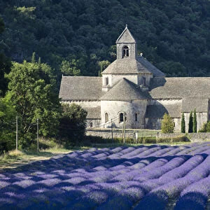 Europe, France, Provence-Alpes-Cote d Azur, Abbaye de Senanque with lavender field