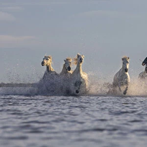 Europe, France, Provence-Alpes-Cote d'Azur, Bouches-du-Rhone, Camargue, Saintes-Maries-de-la-Mer, a guardian drives white horses through the marshes