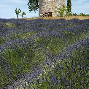 Europe, France, Provence, tower and lavender field
