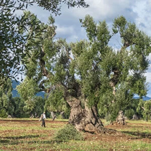 europe, Italy, Apulia. in the olive groves near to Ostuni
