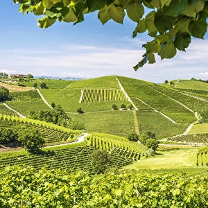 Europe, Italy, Piedmont. View over the Barolo vineyards