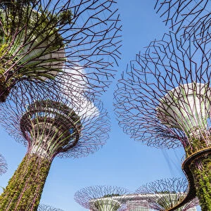 The famous Supertree grove at Gardens by the Bay, Singapore