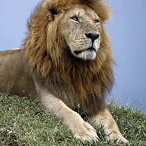 A fine maned lion