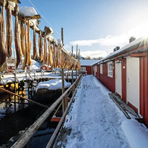 Fishing village of Nusfjord, with cod drying in the sun, Nusfjord, Lofoten island, Norway