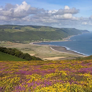 Flowering heather and gorse on Bossington Hill, with views to Porlock Bay beyond, Exmoor