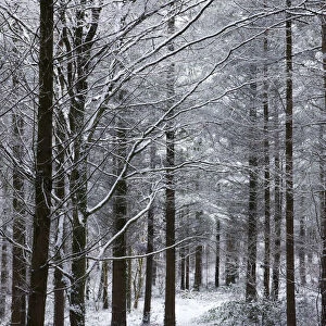 Footpath through a snow covered pine wood after a blizzard, Morchard Wood, Morchard