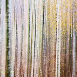 Prints of Forest : Forests