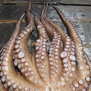 Freshly caught Octopus, Chora Sfakia, South Crete, Greece
