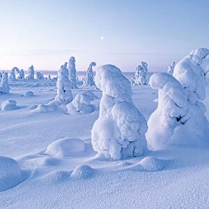 Frozen trees in deep snow after a blizzard, Riisitunturi National Park, Posio, Lapland, Finland