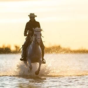 Gardian, cowboy & horseman of the Camargue, Camargue, France