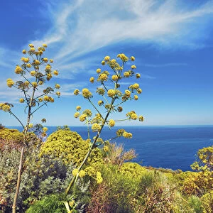 Giant fennel and tree spurge - Italy, Sicily, Messina, Eolian Islands, Stromboli