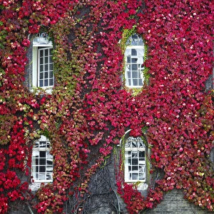 Gothic Windows & Virginia Creeper, Cambridge, Cambridgeshire, England