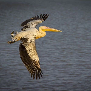 Great white pelican in flight over Wafwa Lagoon, South Luangwa National Park, Zambia