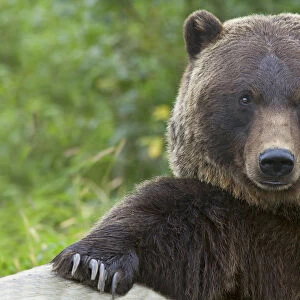 Grizzly bear portrait, Alaska