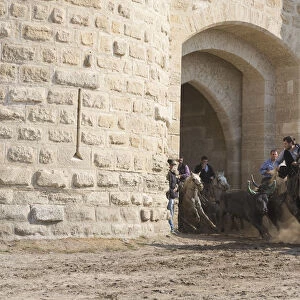 Guardians running black bulls through the streets of Aigues-Mortes, Camargue