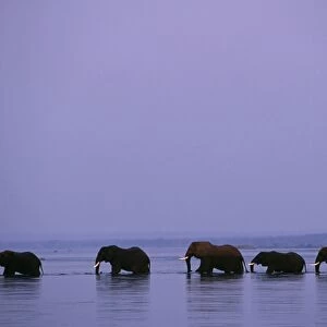 Herd of elephants cross the Zambezi River in line
