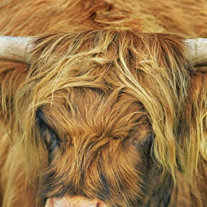 Highland cattle portrait - United Kingdom, Scotland, Inner Hebrides, Skye, Strath