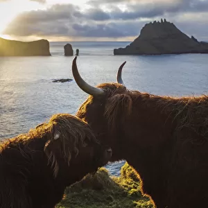 Highland cows on the island of Vagar. Faroe Islands