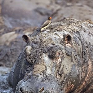 A hippo basks in a mud wallow