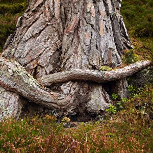 Hugging Tree Roots, Highland Region, Scotland